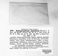 Aulographina pinorum image